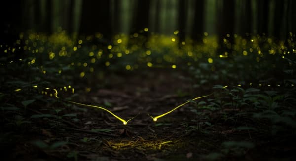 Congaree Synchronous Fireflies