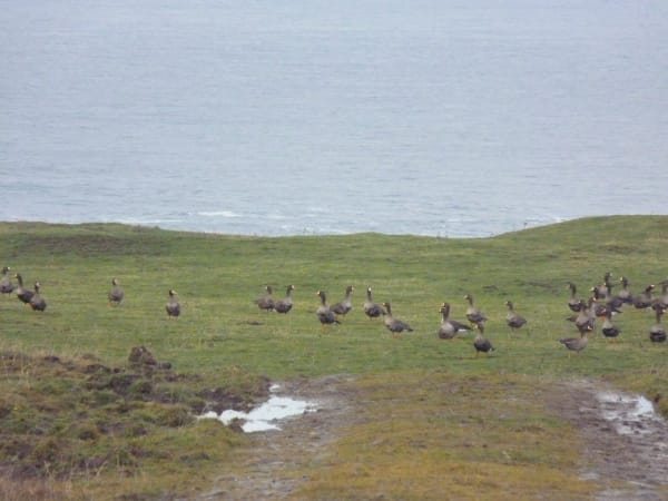 Islay Wintering Geese (Loch Gruinart)
