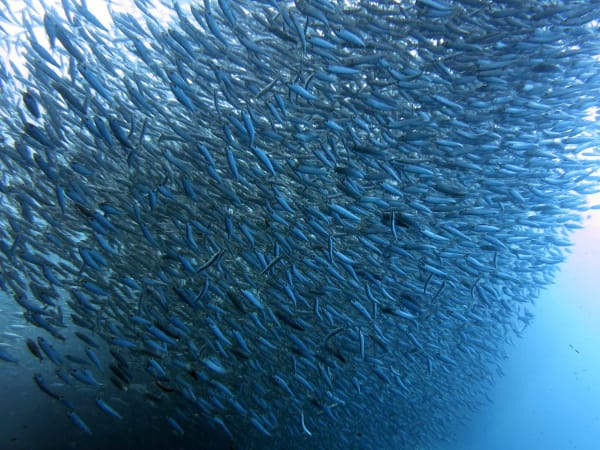 Moalboal Sardine Run (Baitball Whirlpool)