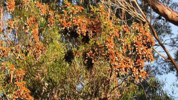 Pismo Beach Monarch Overwintering Groves