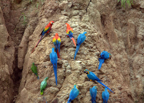 Tambopata Macaw Clay Licks