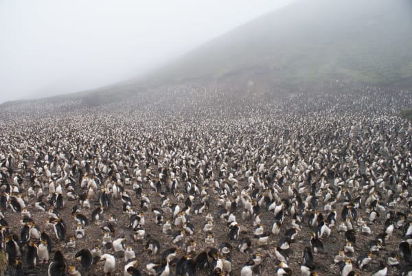Macquarie Island Royal Penguin Breeding Colony