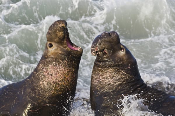 Piedras Blancas Elephant Seal Molt