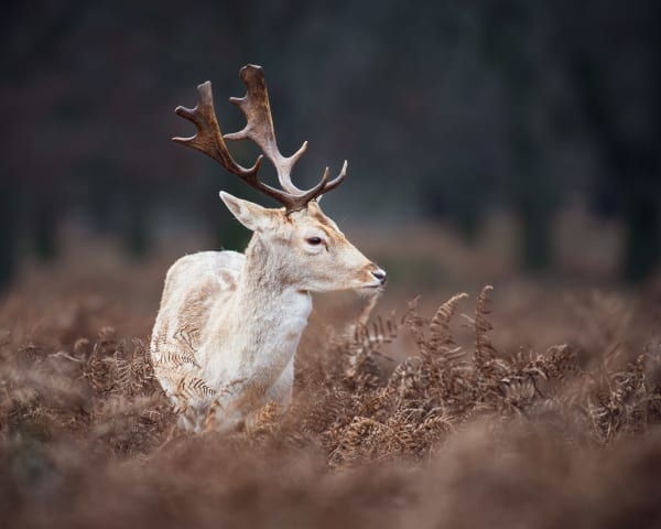 Richmond Park fallow deer rut