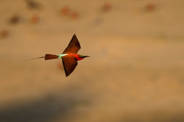 South Luangwa Carmine Bee-eater Nesting Cliffs