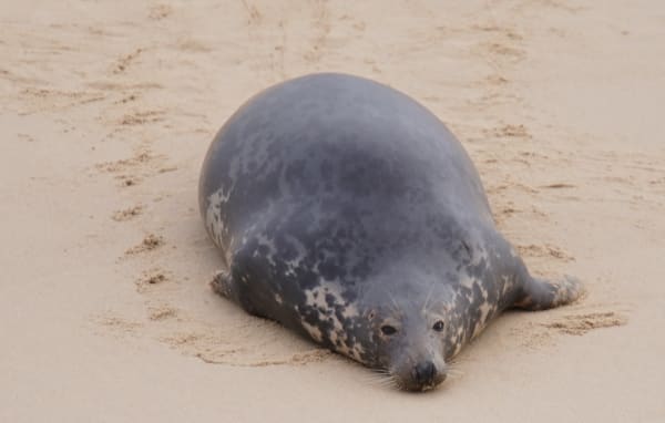 UK Grey Seal Pupping Season