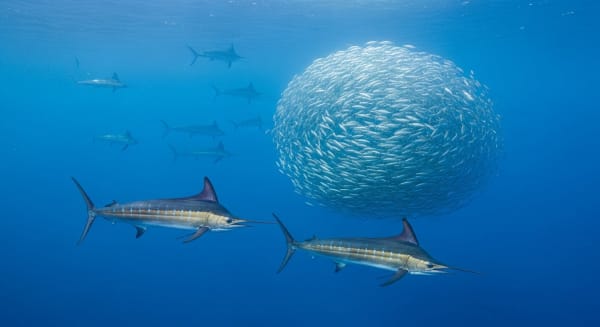 Isla Mujeres Sailfish Baitball Hunts