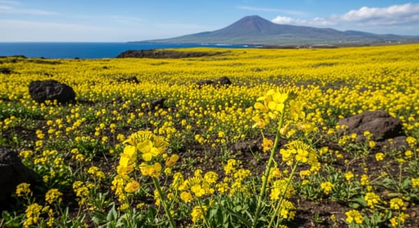 Jeju Canola Flower Sea