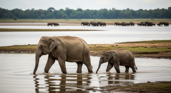 Kaziranga elephant river crossing (flood retreat)