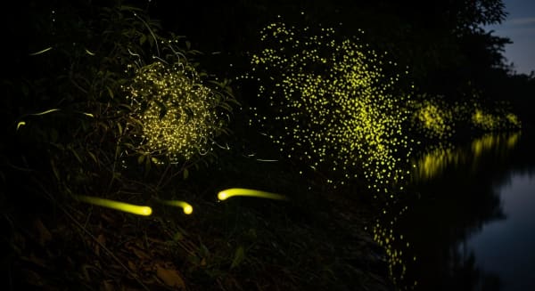 Kinabatangan Christmas-Tree Fireflies