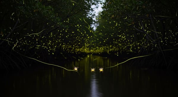 Kuala Selangor Synchronous Fireflies