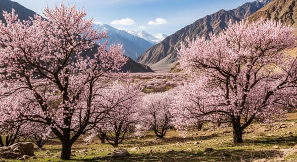Ladakh Apricot Blossom Peak