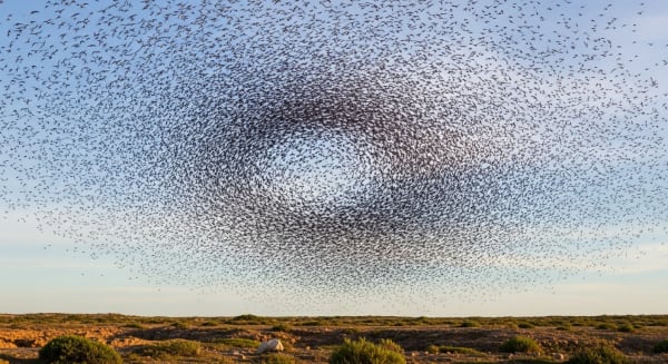 Lake Murray Purple Martin Mega-Roost