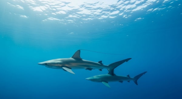Malapascua Thresher Shark Dawn Aggregation
