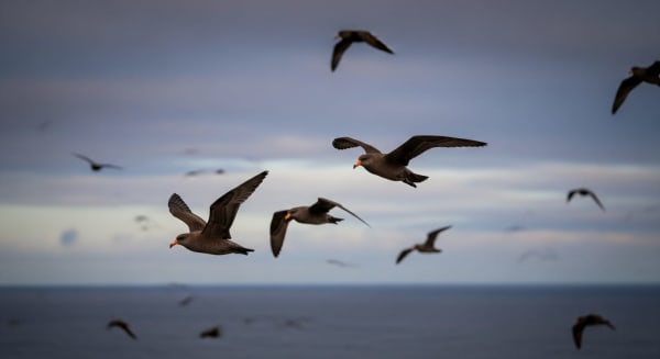 Short-tailed Shearwater (Muttonbird) Return