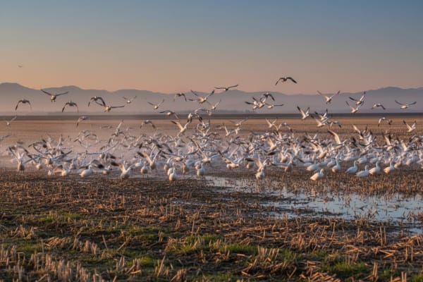 Skagit Valley Snow Goose Blastoff