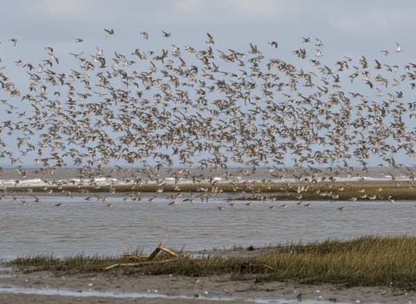 Snettisham Knot Whirling