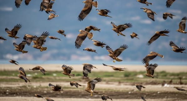 Strait of Messina raptor migration