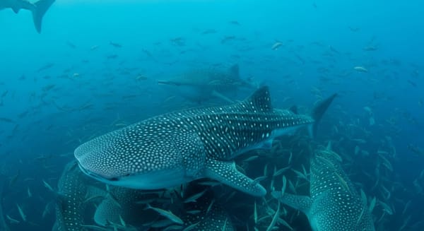 Whale Shark Aggregations