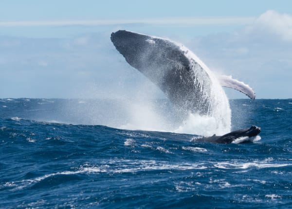 Abrolhos Humpback Whale Breeding Season