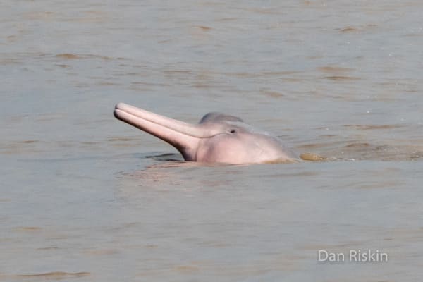 Amazon River Dolphin Breeding Congregation