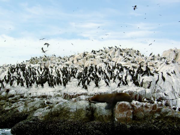 Ballestas Islands Guano Bird Mega Colony