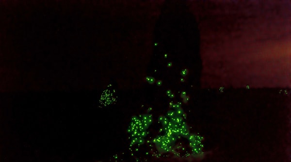 Bioluminescent Termite Mounds of Emas National Park
