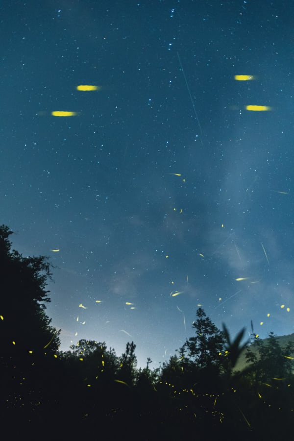 Bohol Mangrove Firefly Rivers (Abatan / Loboc / Maribojoc)