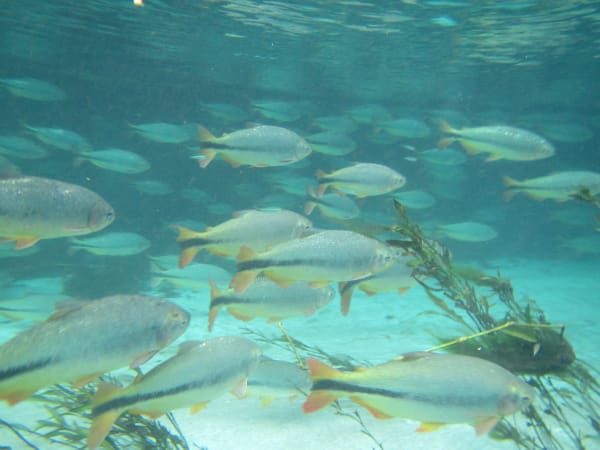 Crystal River Manatee Gathering