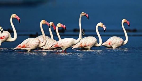 Bundala: Greater Flamingo Winter Flocks