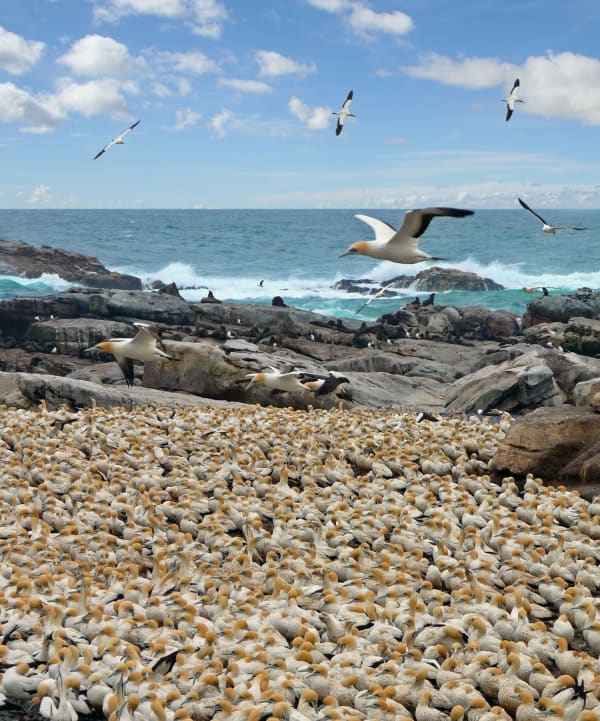 Cape Gannet breeding colony (Lambert's Bay)