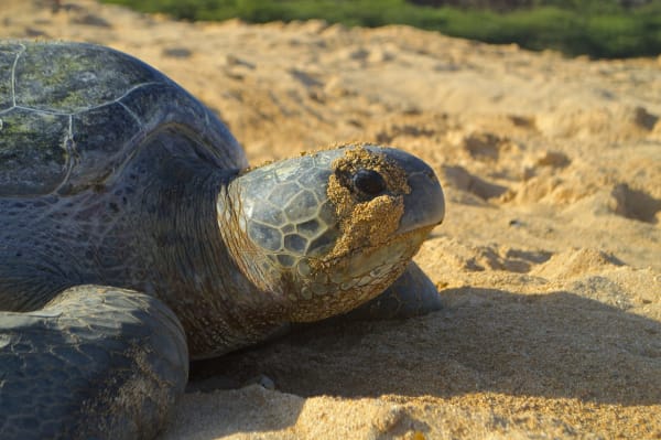 Con Dao Green Turtle Nesting