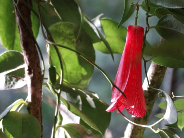 Copihue Bloom