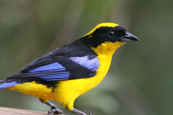 Cusco Cloud Forest Tanager Wave Season