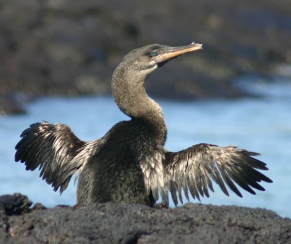 Fernandina Flightless Cormorant Mating Season