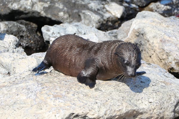 Galápagos Fur Seal Pupping Season