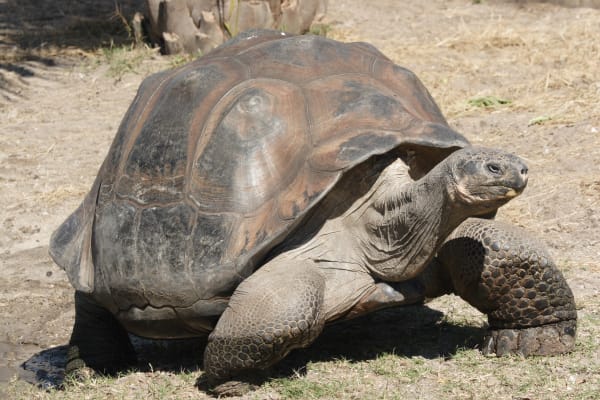 Galápagos Giant Tortoise Hatching Season