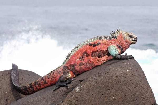 Galápagos Marine Iguana Christmas Breeding Colors