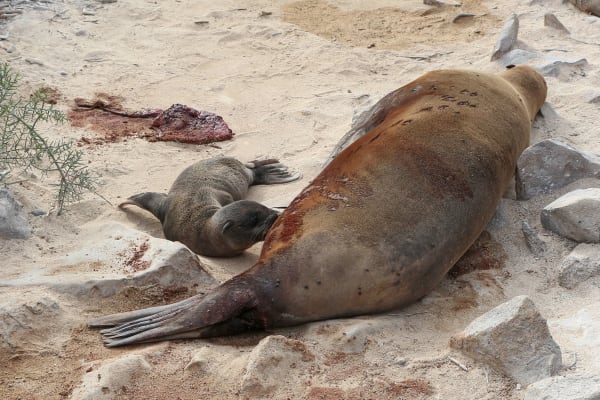 Galápagos Sea Lion Pupping Season
