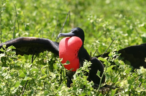Genovesa Island Frigatebird Courtship Display