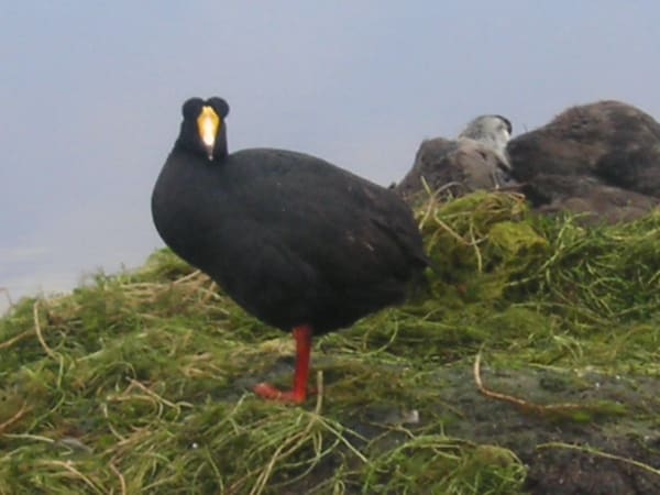 Giant Coot Nesting Season at Lake Junín