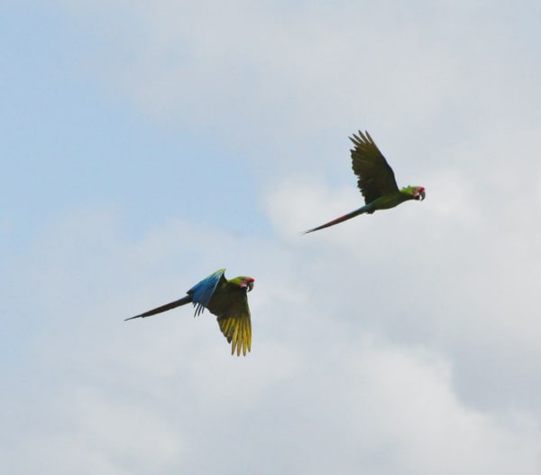 Great Green Macaw Post-Breeding Mountain Migration