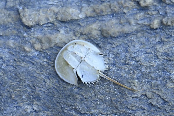 Kasaoka Bay Tri-spine Horseshoe Crab Spawning