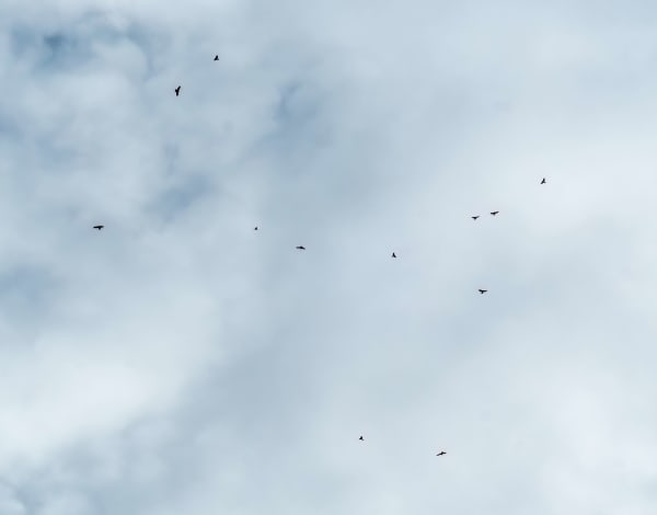 Kekoldi Raptor Migration