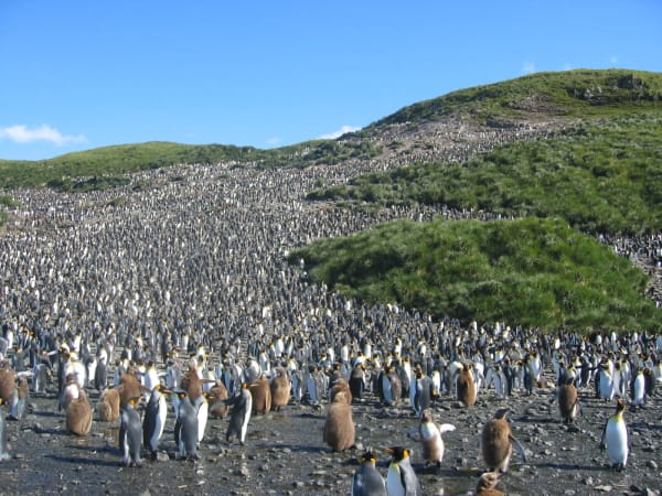 King Penguin Colony in Tierra del Fuego