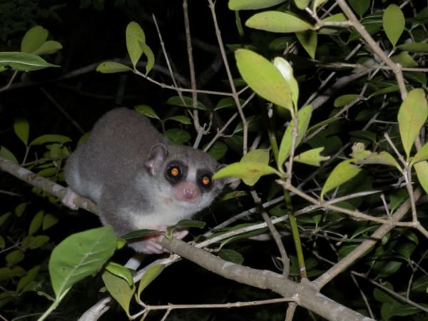 Kirindy fat-tailed dwarf lemur awakening
