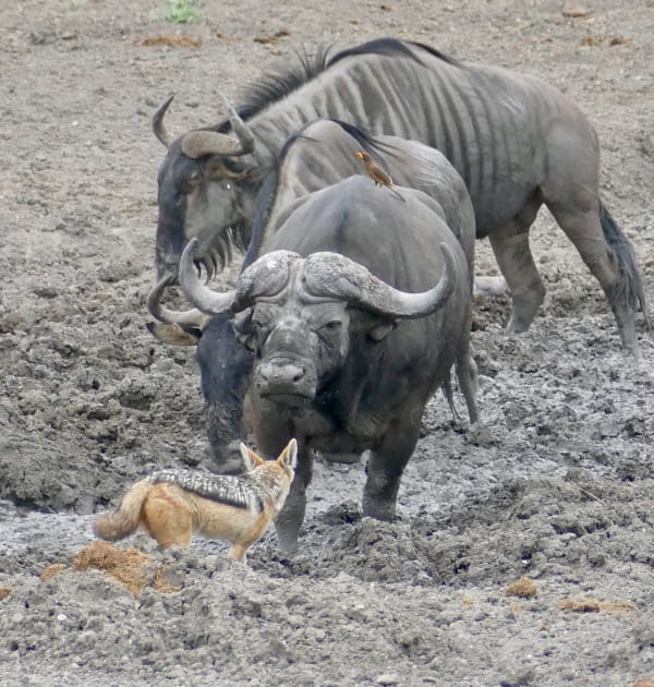 Kruger Dry-Season Waterhole Congregation