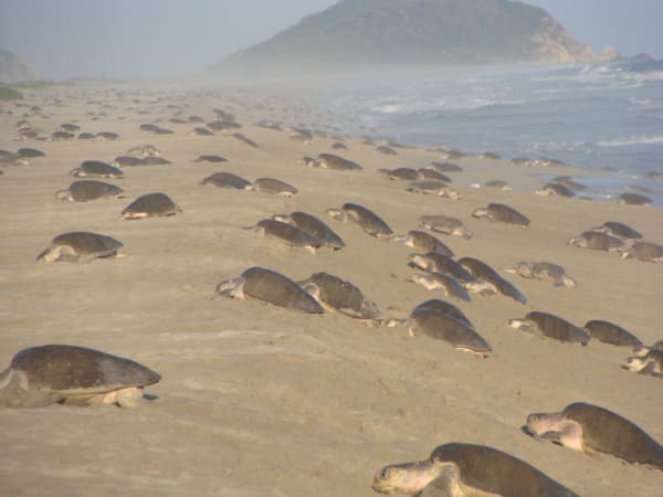 La Flor Olive Ridley Arribada