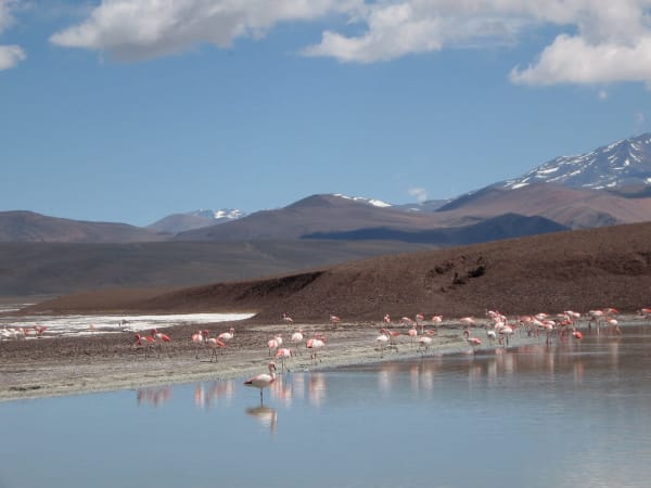 Laguna Brava Flamingo Spring Arrival