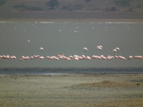 Lake Manyara Flamingo Congregation